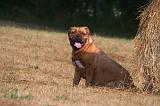 DOGUE DE BORDEAUX 395